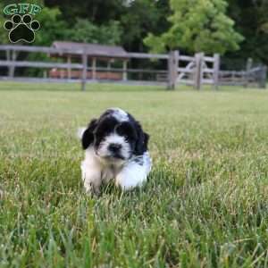 Bruno, Teddy Bear Puppy